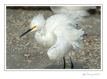hairy-egret-7.jpg