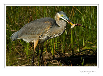 heron-n-bullhead-3frm.jpg