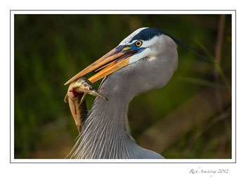 heron-n-fish-2-frm.jpg