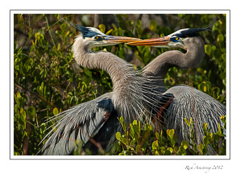 heron-pair-frm.jpg