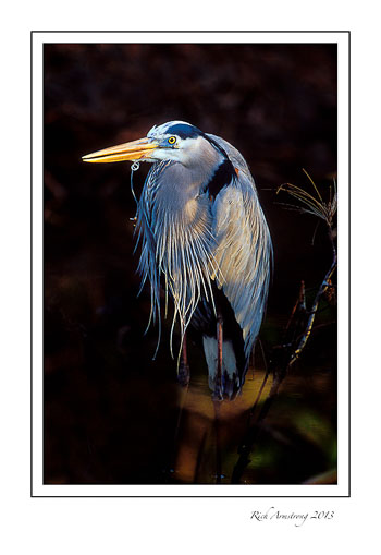 heron-with-fishline-frm.jpg
