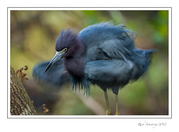 little-blue-heron-1-frm.jpg