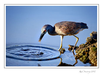 night-heron-crabfrm.jpg