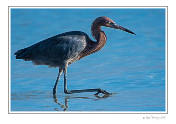 reddish-egret-1-copy.jpg