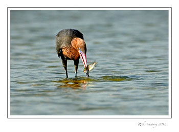 reddish-egret-fish.jpg