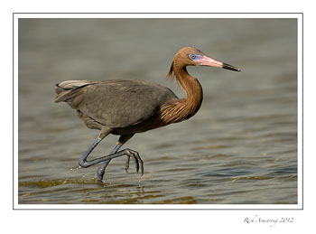 reddish-egret-running-1.jpg