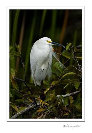 snowy-Egret-2.jpg