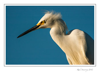 snowy-egret-portrait-frm.jpg