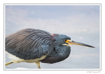 tri-colored-heron-4-copy.jpg