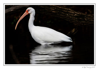 white-ibis-1-copy.jpg