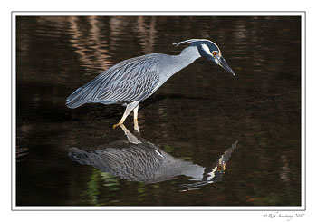 yellow-crowned-Night-heron-4-copy.jpg