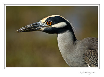 yellow-crowned-night-heron-frm.jpg