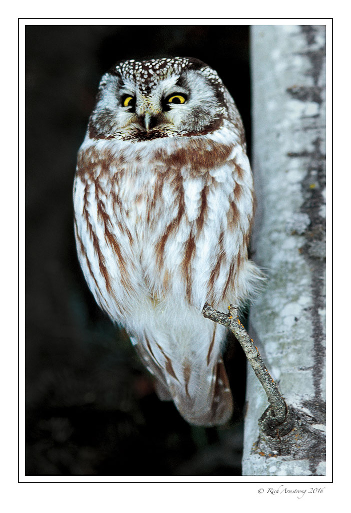 Boreal-Owl-w.jpg