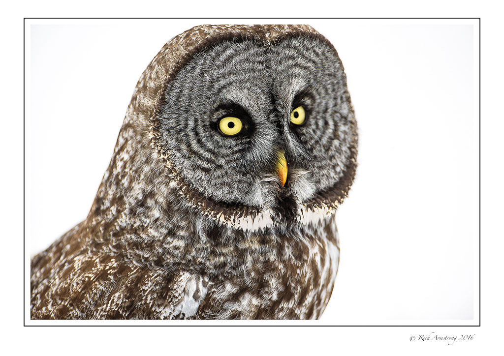 Great-Gray-Owl-w2.jpg
