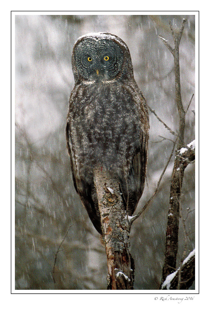 Great-Gray-Owl-w8.jpg