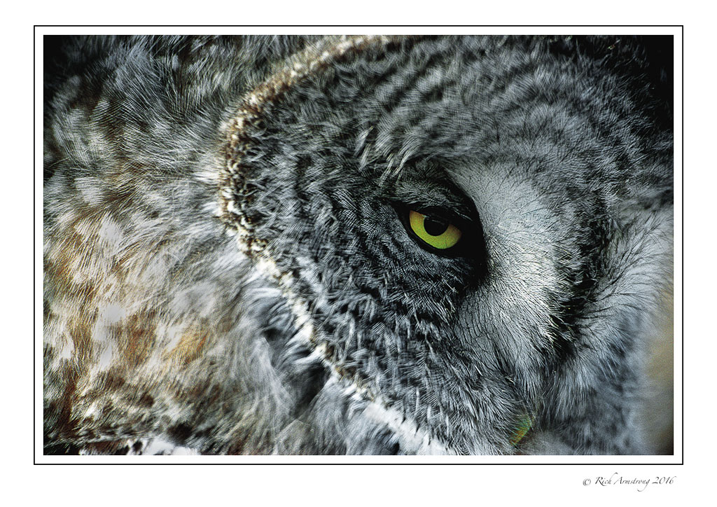 Great-Gray-Owl-w9.jpg