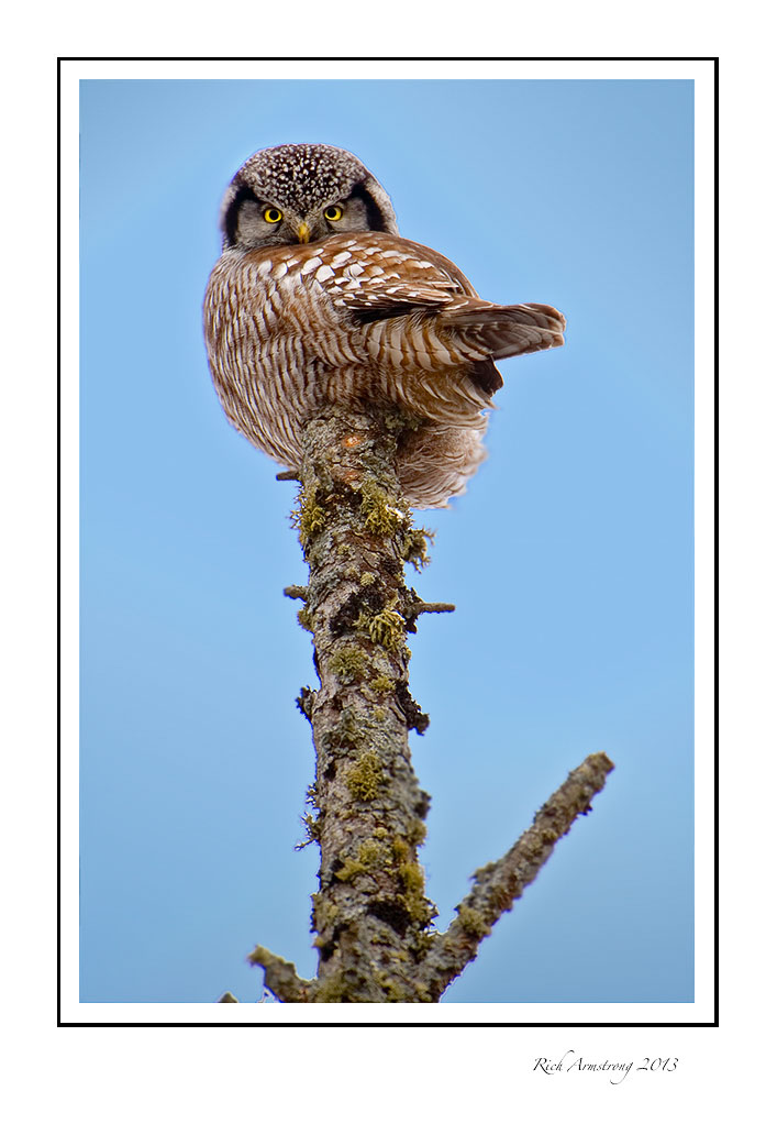 Northern-Hawk-owl-frm.jpg