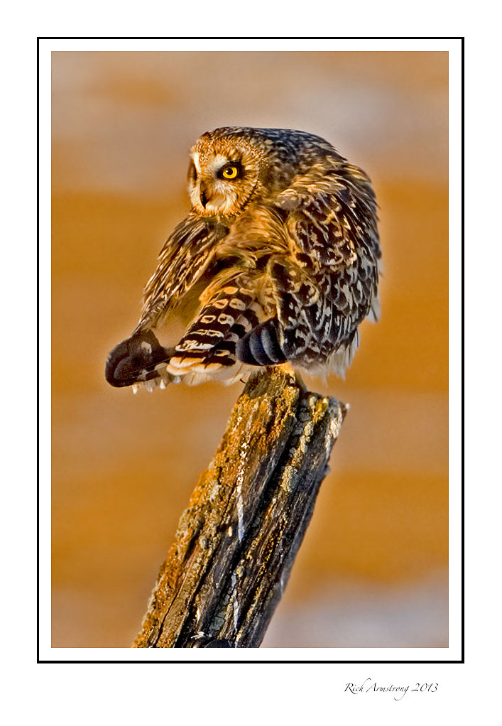 Short-eared-owl-frm.jpg