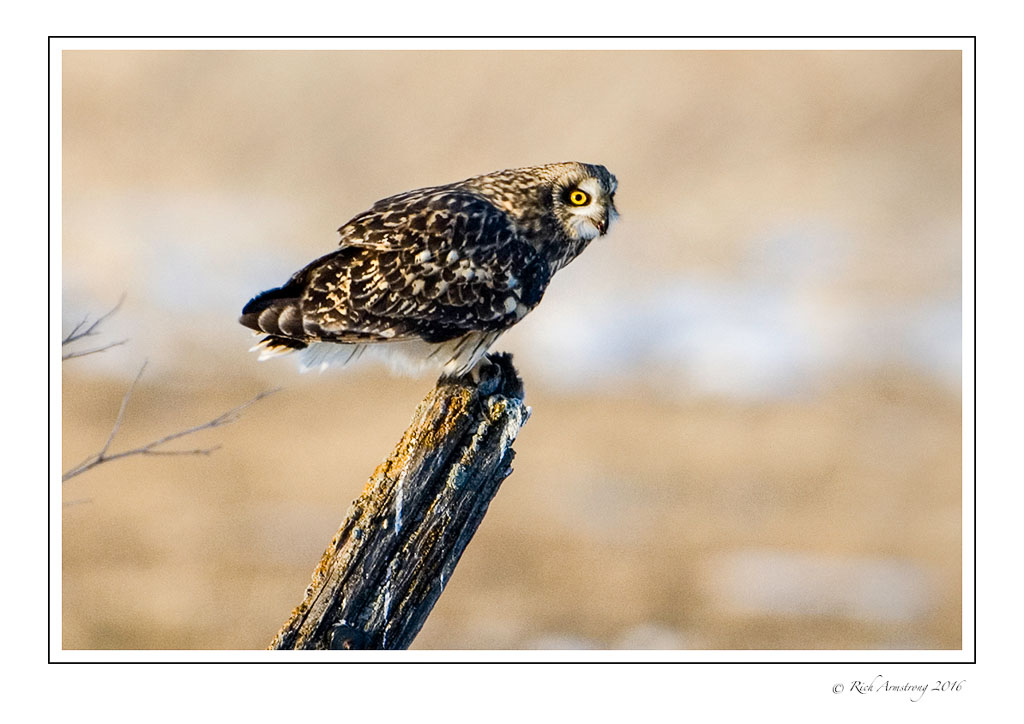 Short-eared-owl-w2.jpg