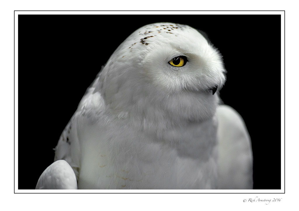 Snowy-Owl-w2.jpg