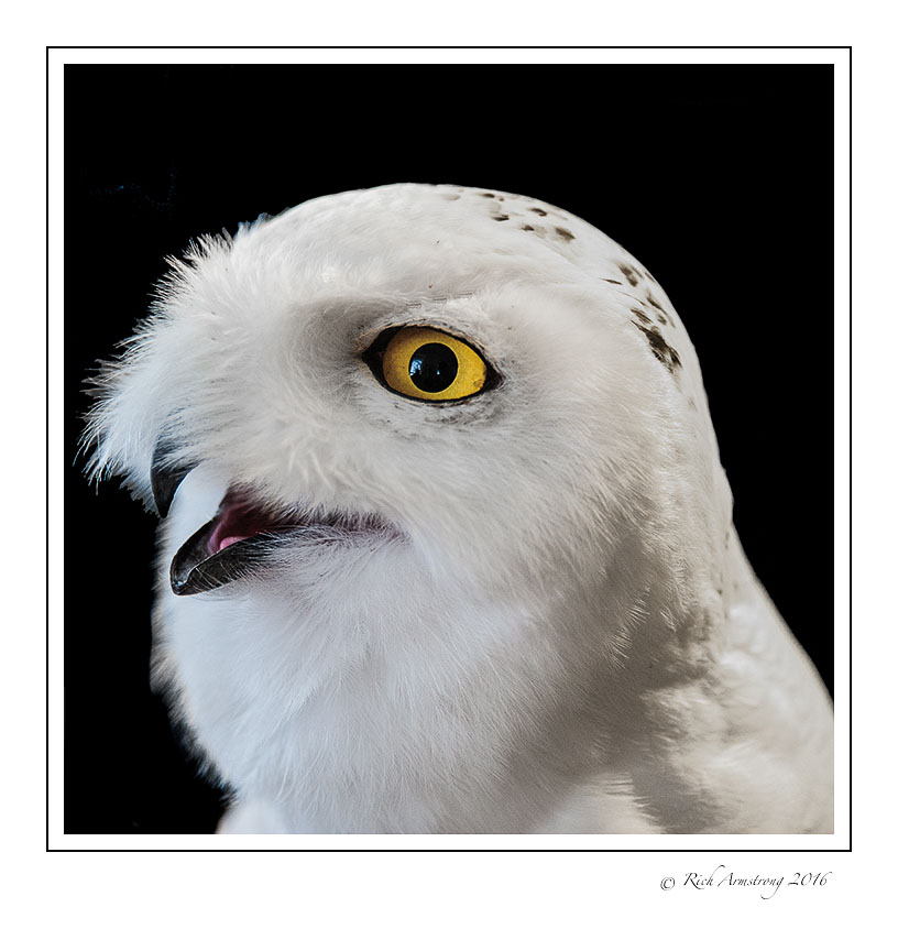 Snowy-Owl-w7.jpg