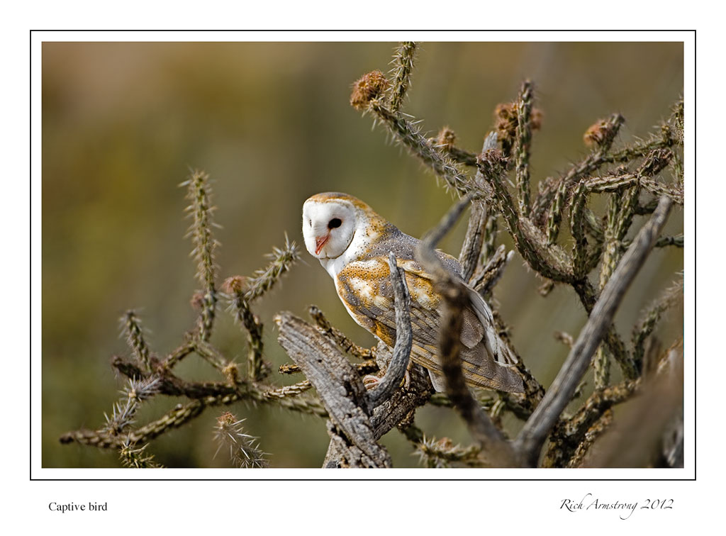 barn-owl-in-tree-frm.jpg