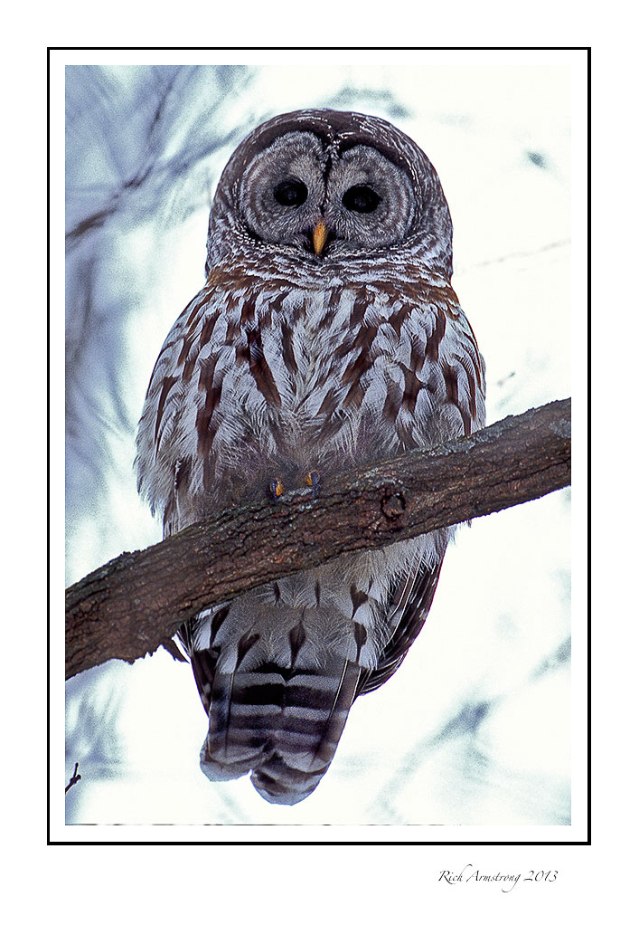 barred-owl-2-frm.jpg