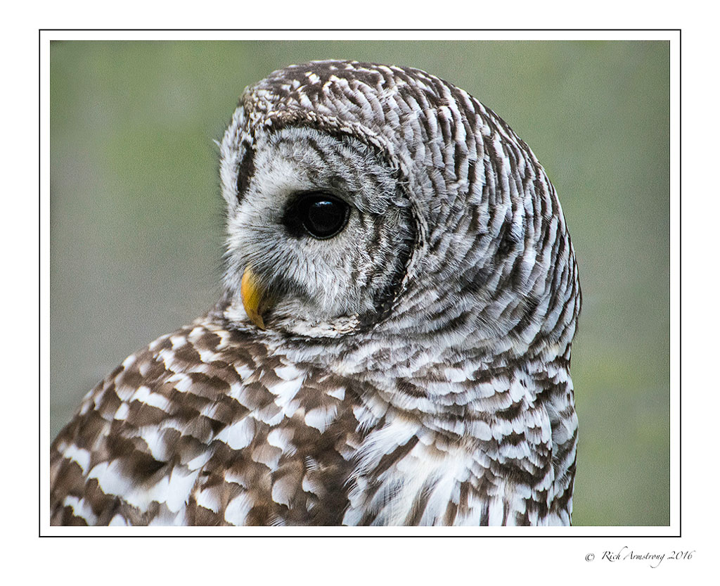 barred-owl-5-frm.jpg