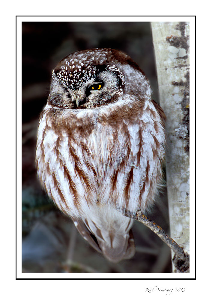 boreal-owl-frm.jpg