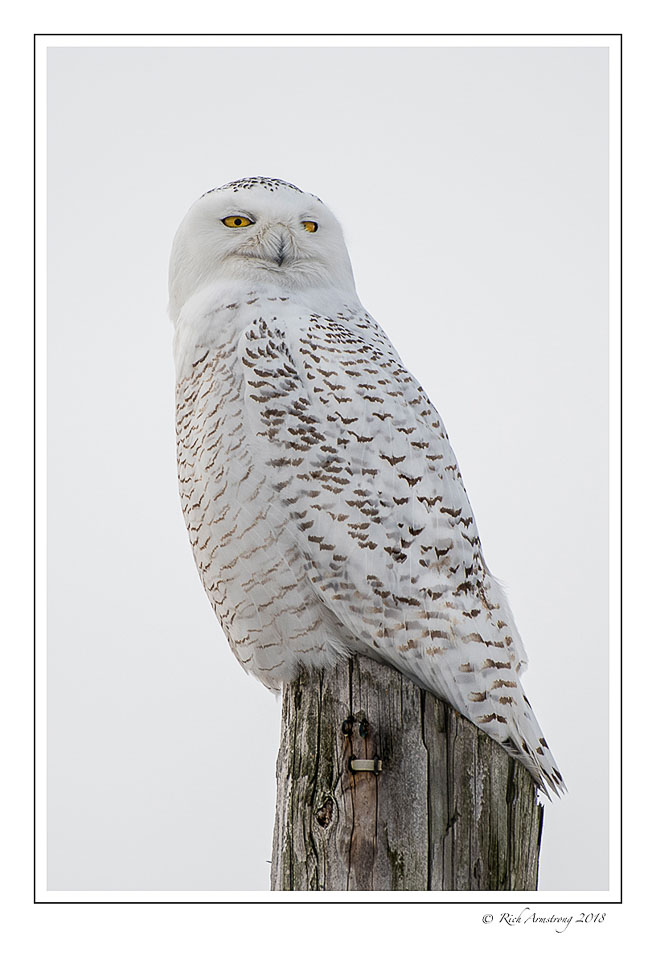 snowy-owl-1-copy-2.jpg