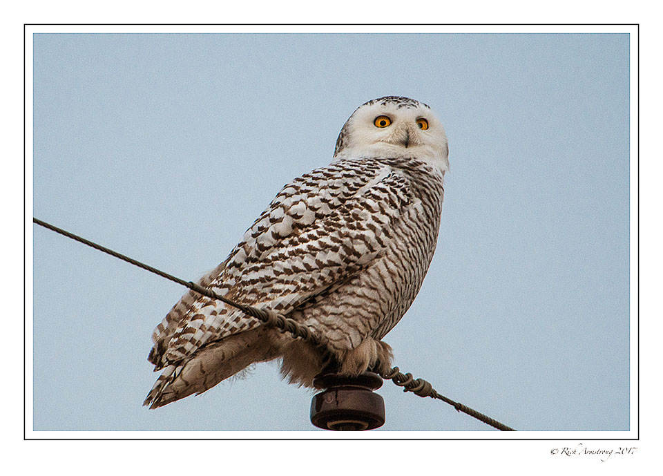 snowy-owl-3-copy.jpg