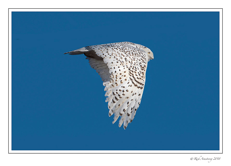 snowy-owl-in-flight-crop-copy.jpg