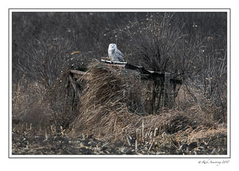 -e-snowy-owl-1-copy-copy.jpg