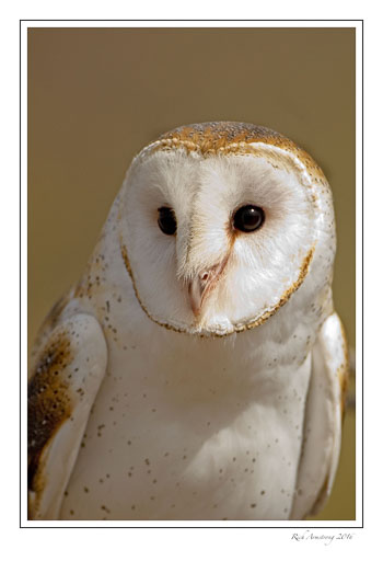 Barn-Owl-w.jpg