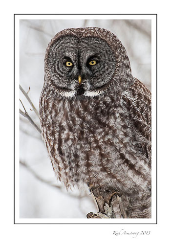 GG-Owl-1a-frm.jpg