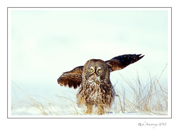 GGO-4-Vole-caught-frm.jpg