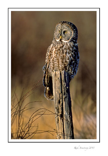 Great-Grey-Owl-frm.jpg