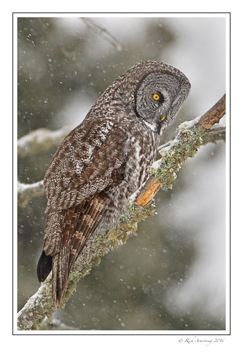 Great-gray-owl-w.jpg