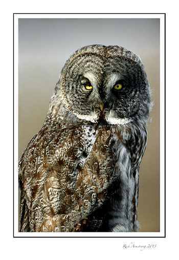 Great-grey-frm.jpg