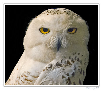 Owl-2bf-copy.jpg