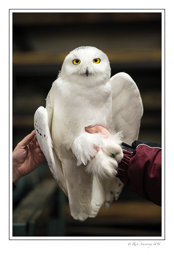 Snowy-Owl-w3.jpg