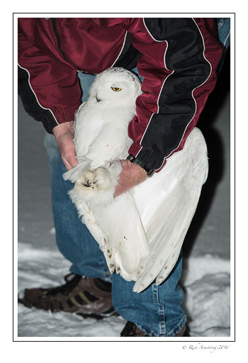 Snowy-Owl-w5.jpg