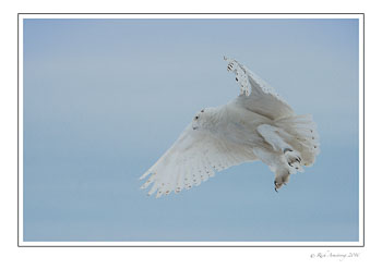 Snowy-Owl-w6.jpg