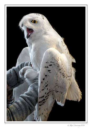 Snowy-Owl-w8.jpg