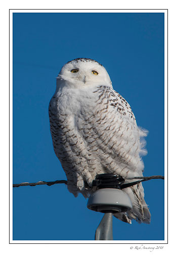 Snowy-owl-1-copy-3.jpg