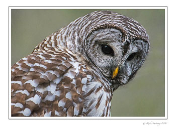 barred-owl-3-frm-copy.jpg