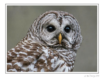 barred-owl-4-frm-copy.jpg