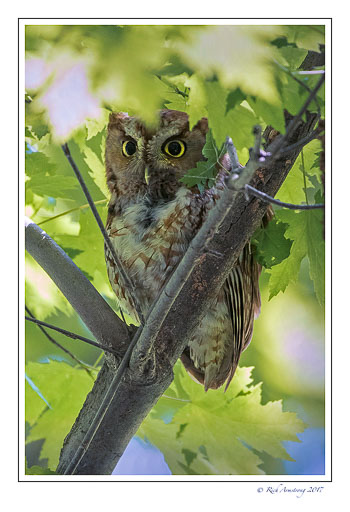 eastern-screech-owl-1-copy.jpg