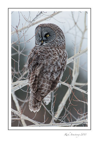 owl-3-frm.jpg
