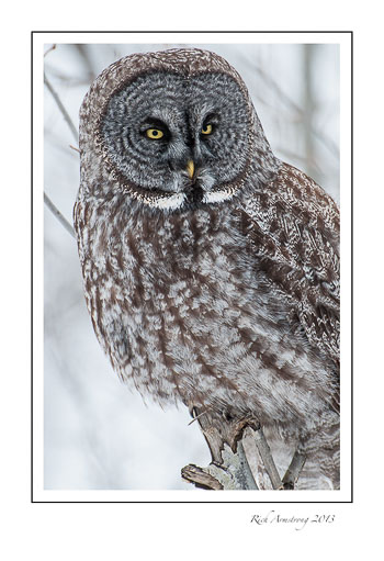 owl-4-frm.jpg